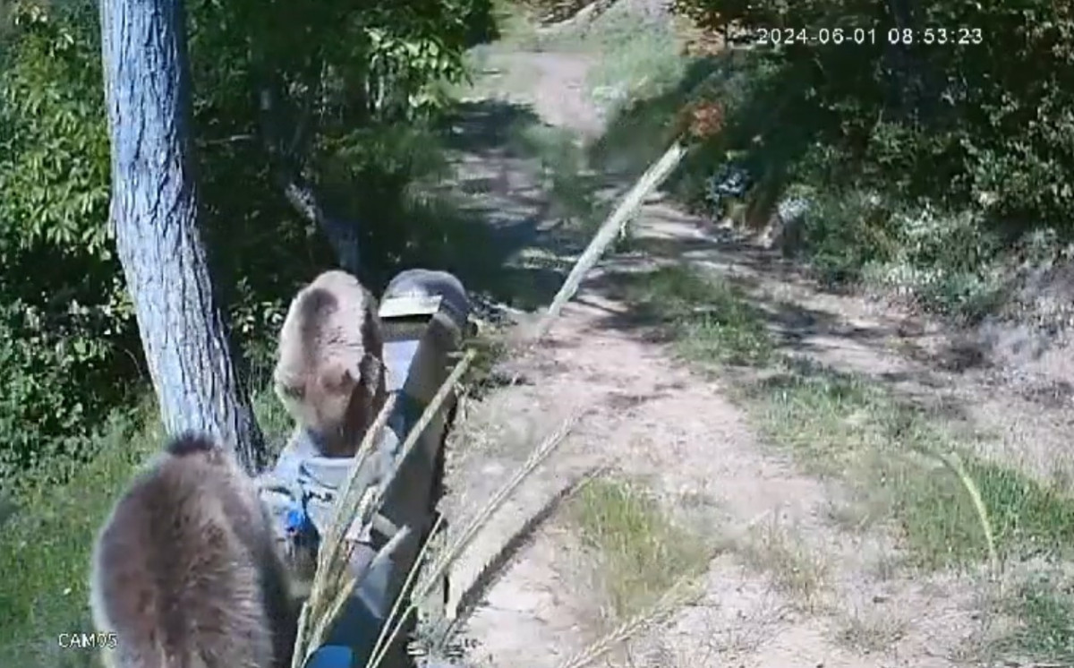 Sıcaktan bunalan yavru ayılar, su oluğuna girerek serinledi