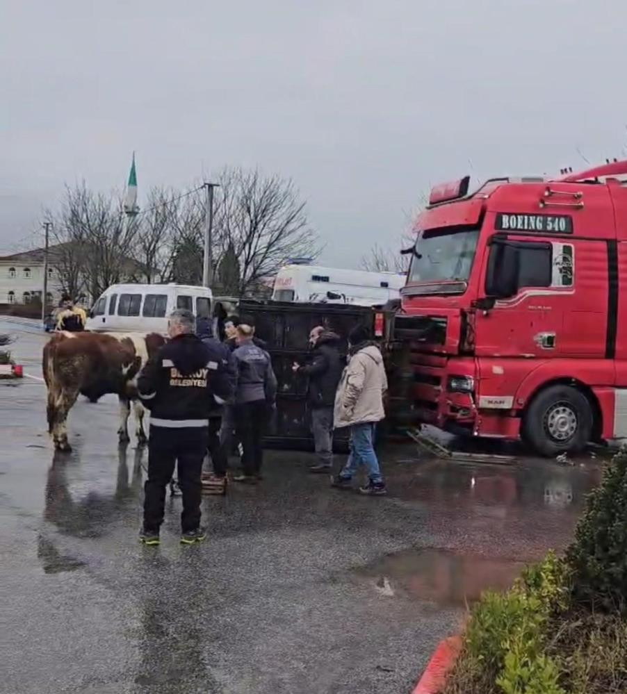 Tır, hayvan taşıyan kamyona çarptı