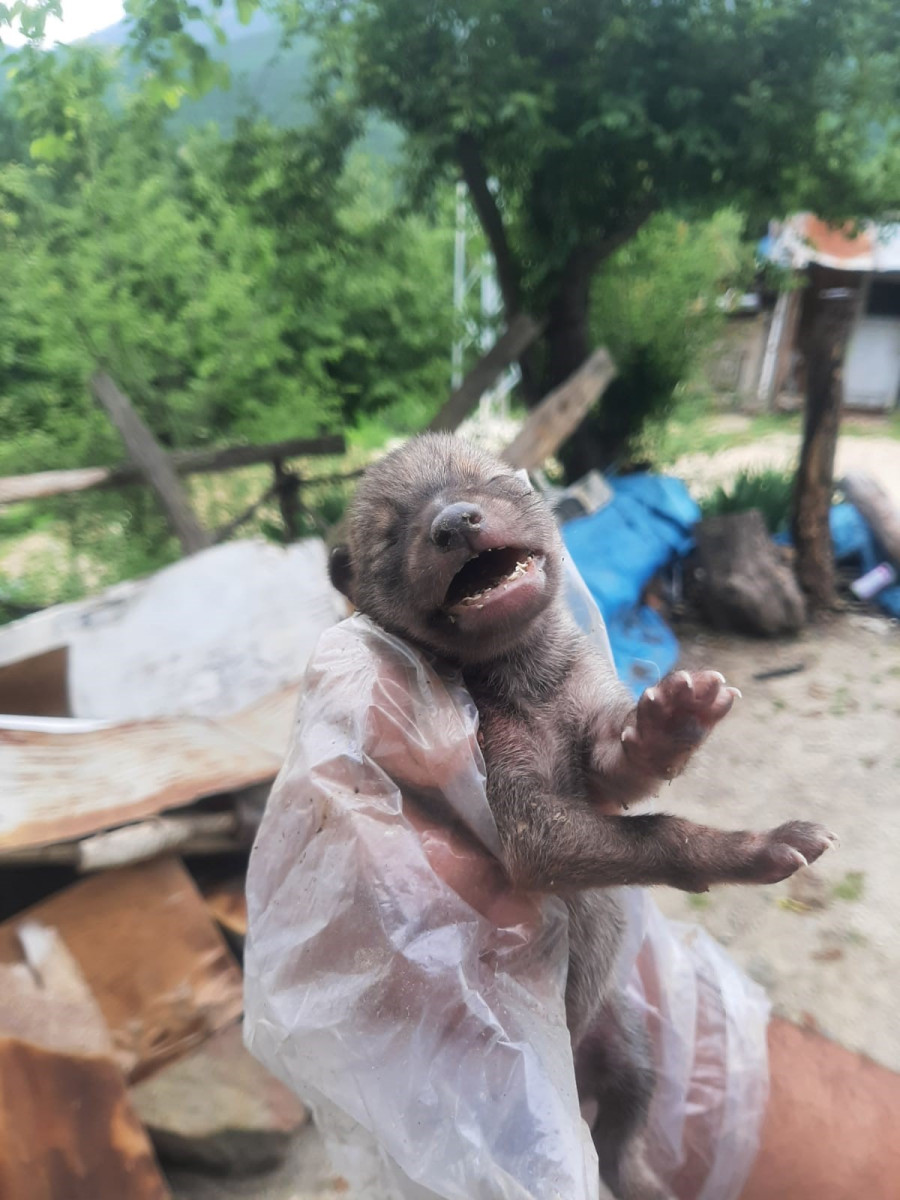 Yavru çakalı köpeklerden kurtardı